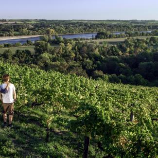 Vignoble avec vue sur la Loire